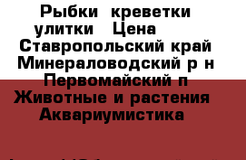 Рыбки, креветки, улитки › Цена ­ 25 - Ставропольский край, Минераловодский р-н, Первомайский п. Животные и растения » Аквариумистика   